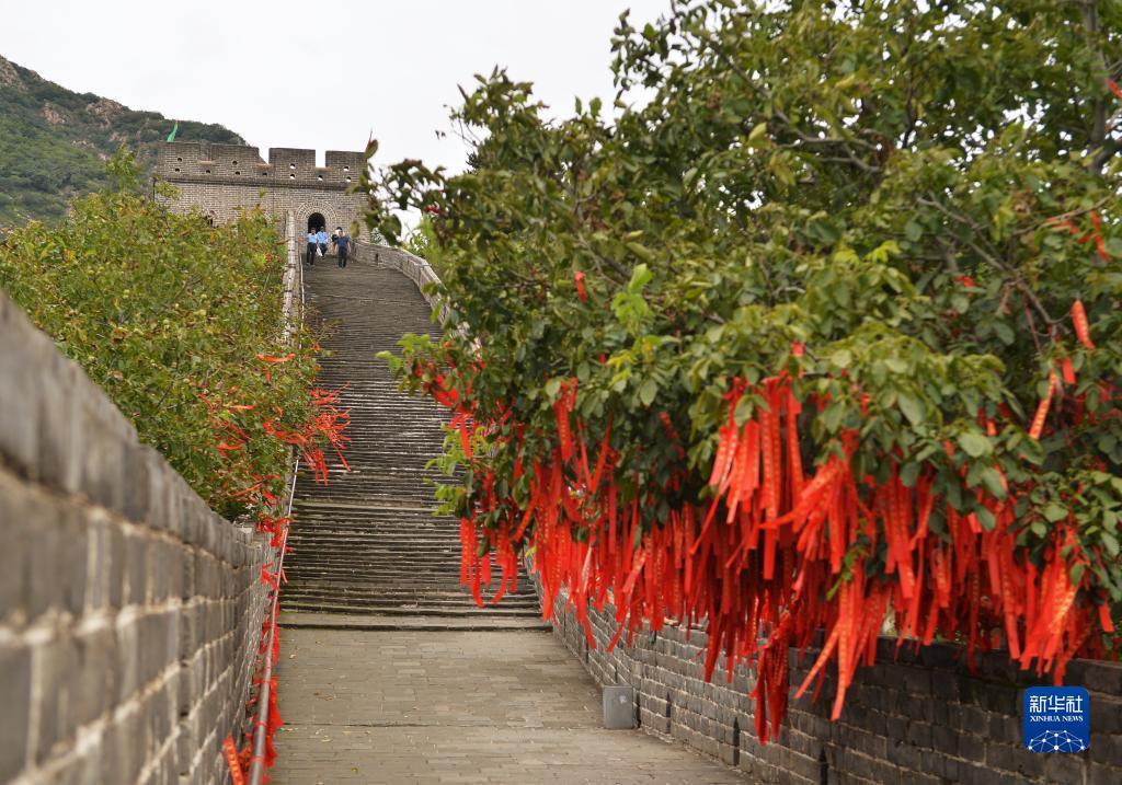 皇冠菜图片